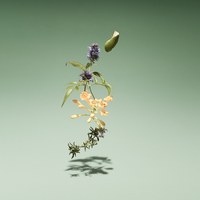 bamford 淡香精系列 (兩款)